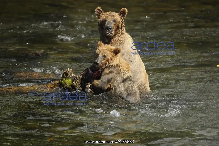 : Grizzly Bear - Grizzly Bear sow and cub eating a : Grizzly Bear - Grizzly Bear sow and cub eating a