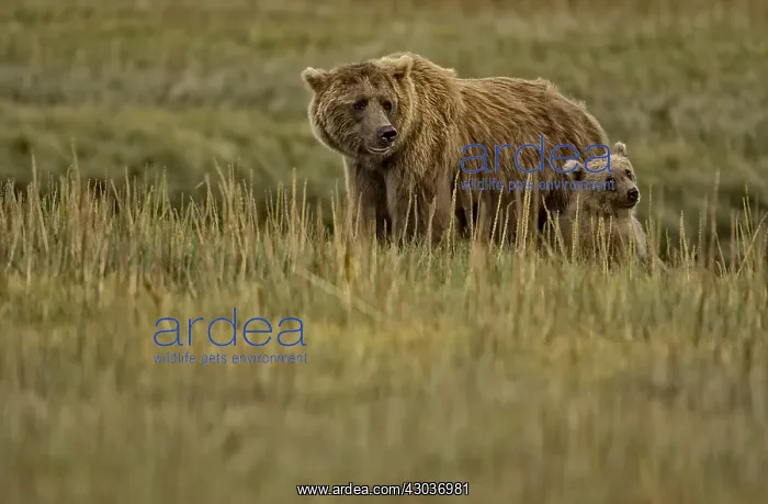 : Grizzly Bear - Grizzly Bear sow and cub in grass : Grizzly Bear - Grizzly Bear sow and cub in grass