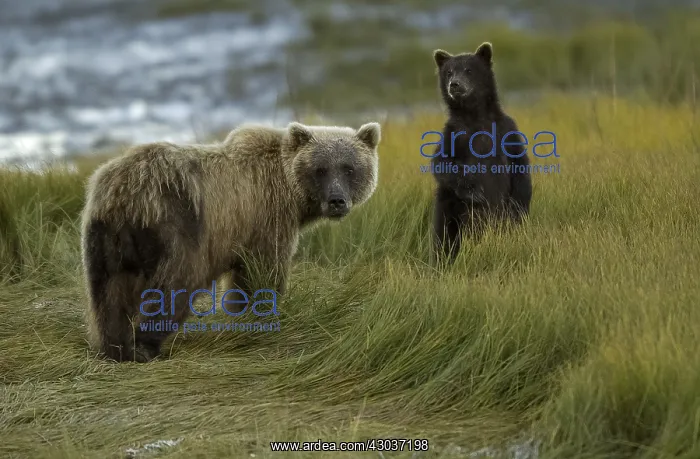 : Grizzly Bear - Grizzly Bear sow with cub standing : Grizzly Bear - Grizzly Bear sow with cub standing