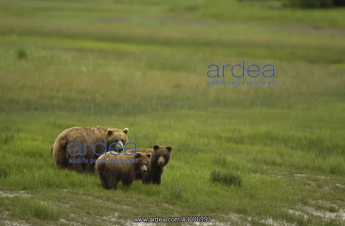 : Grizzly Bear - Grizzly Bear sow with cubs in grass : Grizzly Bear - Grizzly Bear sow with cubs in grass
