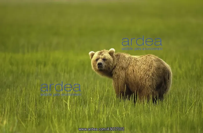 : Grizzly Bear - Grizzly Bear sow in grass - North : Grizzly Bear - Grizzly Bear sow in grass - North