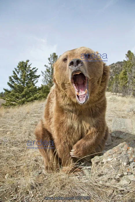 : Grizzly bear, grizzly bears (Ursus arctos horribilis) : Grizzly bear, grizzly bears (Ursus arctos horribilis)