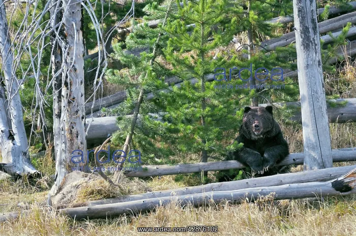 : Grizzly Bear - guarding a bull elk kill - autumn : Grizzly Bear - guarding a bull elk kill - autumn