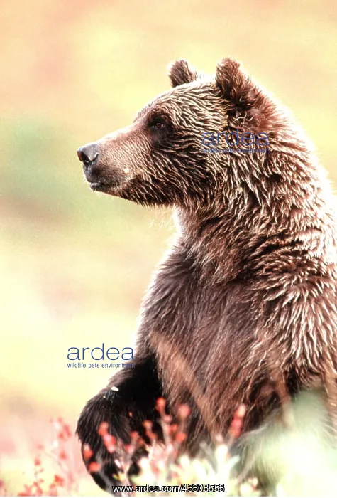 : GRIZZLY BEAR - head & shoulders : GRIZZLY BEAR - head & shoulders