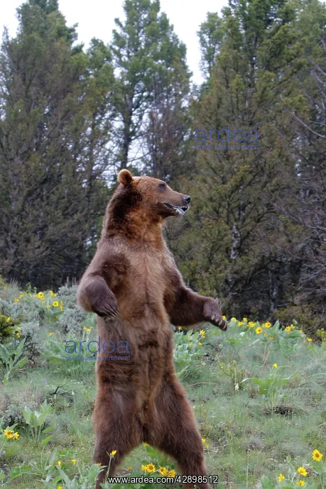  : Grizzly bear - on hind legs