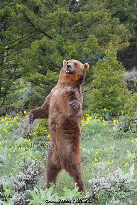 : Grizzly bear - on hind legs : Grizzly bear - on hind legs