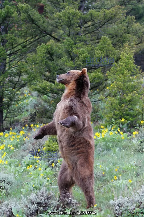 : Grizzly bear - on hind legs : Grizzly bear - on hind legs