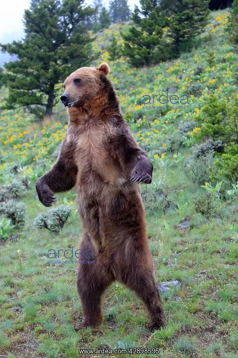 : Grizzly bear - on hind legs : Grizzly bear - on hind legs