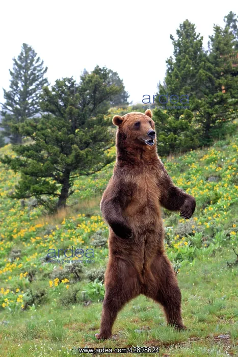 : Grizzly bear - on hind legs : Grizzly bear - on hind legs