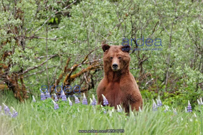 : Grizzly Bear - on hind legs looking over grass & flowers : Grizzly Bear - on hind legs looking over grass & flowers