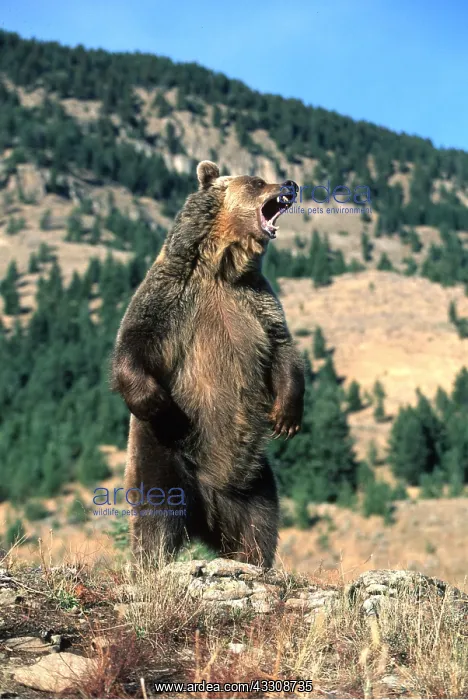 : GRIZZLY BEAR - on hind legs & roaring : GRIZZLY BEAR - on hind legs & roaring