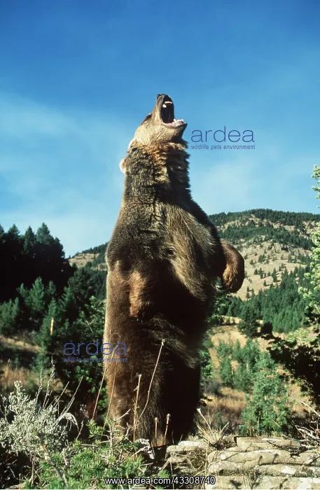 : GRIZZLY BEAR - on hind legs, roaring : GRIZZLY BEAR - on hind legs, roaring