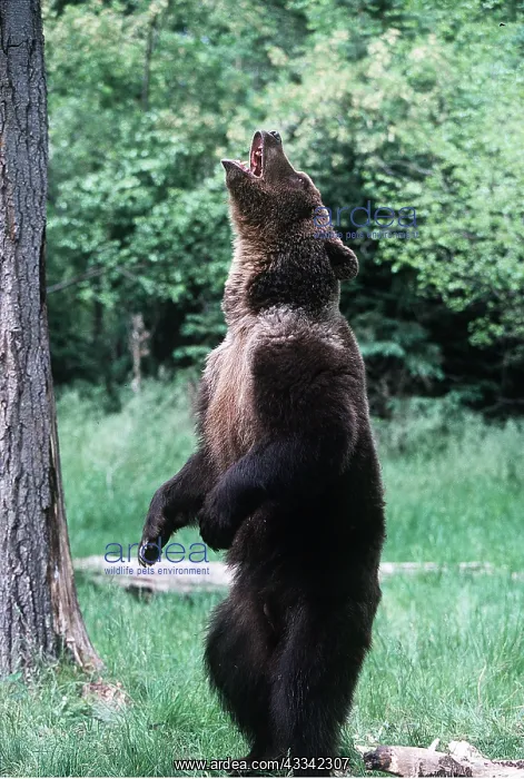 : GRIZZLY BEAR - on hind legs, roaring : GRIZZLY BEAR - on hind legs, roaring