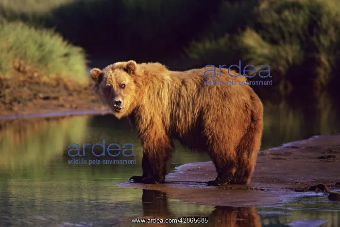 : Grizzly Bear along the Katmai coast : Grizzly Bear along the Katmai coast