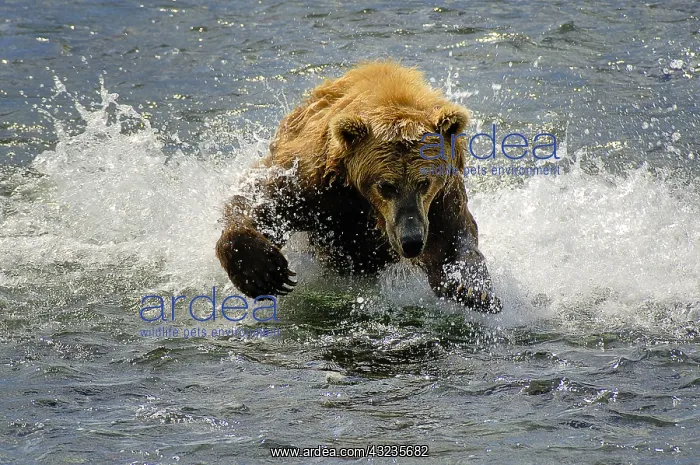 : Grizzly Bear - Kodiak Grizzly Bear fishing in a : Grizzly Bear - Kodiak Grizzly Bear fishing in a