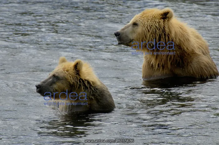 : Grizzly Bear - Kodiak Grizzly Bear fishing in a : Grizzly Bear - Kodiak Grizzly Bear fishing in a