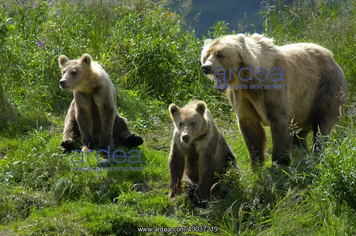 : Grizzly Bear - Kodiak Grizzly Bear sow and cubs : Grizzly Bear - Kodiak Grizzly Bear sow and cubs