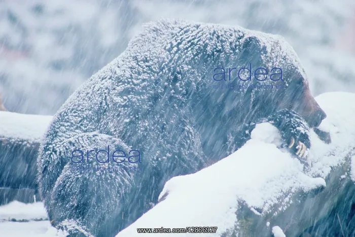 : Grizzly bear in late fall snowstorm sleeping : Grizzly bear in late fall snowstorm sleeping
