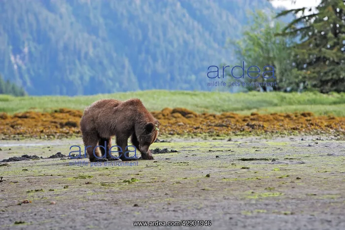  : Grizzly Bear - looking for clams to eat on estuary