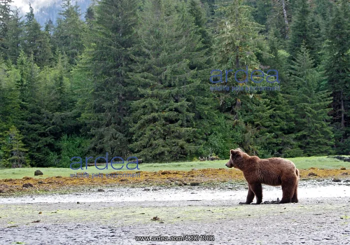 : Grizzly Bear - looking for clams to eat on estuary : Grizzly Bear - looking for clams to eat on estuary