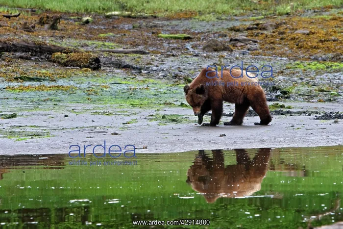 : Grizzly Bear - looking for clams to eat on estuary beach : Grizzly Bear - looking for clams to eat on estuary beach