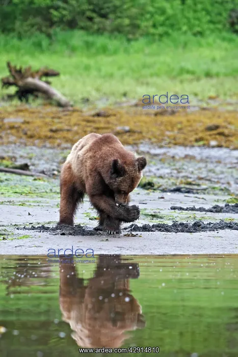 : Grizzly Bear - looking for clams to eat on estuary beach : Grizzly Bear - looking for clams to eat on estuary beach