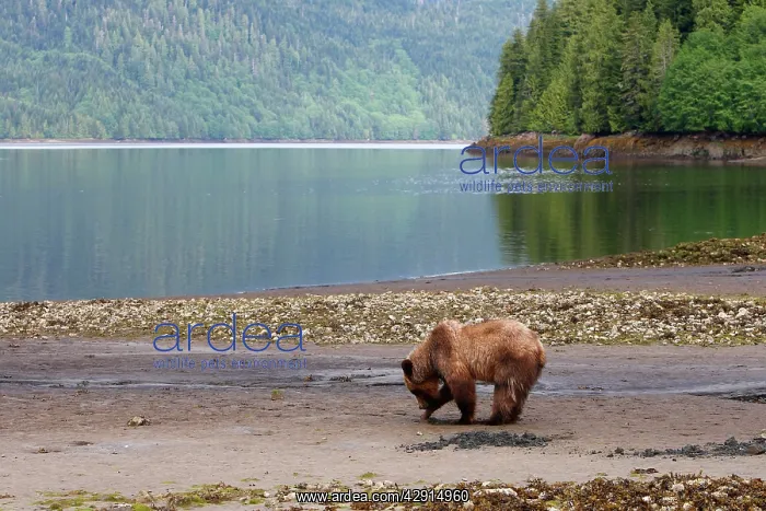 : Grizzly Bear - looking for clams to eat on estuary beach : Grizzly Bear - looking for clams to eat on estuary beach