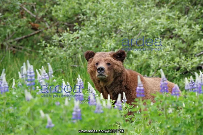 : Grizzly Bear - looking over grass & flowers : Grizzly Bear - looking over grass & flowers
