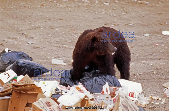 : GRIZZLY BEAR - LOOKS IN RUBBISH : GRIZZLY BEAR - LOOKS IN RUBBISH