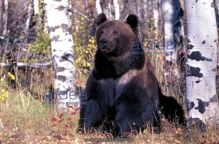 : Grizzly Bear - Male sitting between birch trees : Grizzly Bear - Male sitting between birch trees
