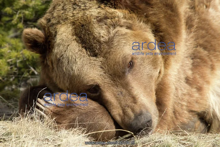 : Grizzly Bear Montana, USA : Grizzly Bear Montana, USA