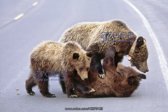 : Grizzly bear mother and cubs on road : Grizzly bear mother and cubs on road