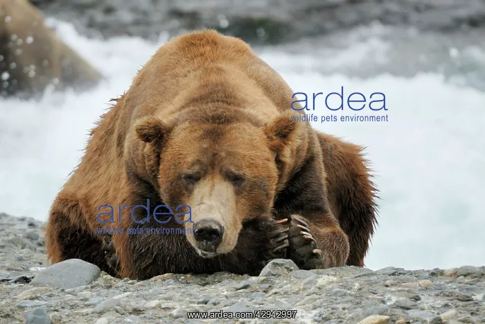 : Grizzly bear - old male : Grizzly bear - old male