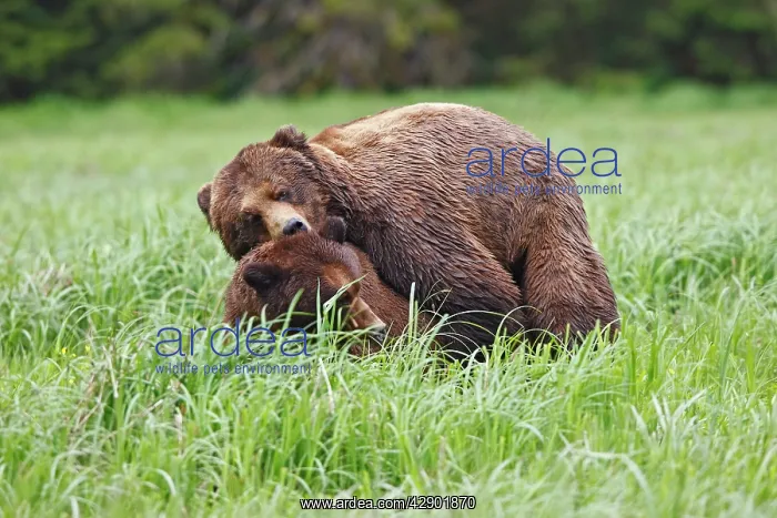 : Grizzly Bear - pair mating : Grizzly Bear - pair mating