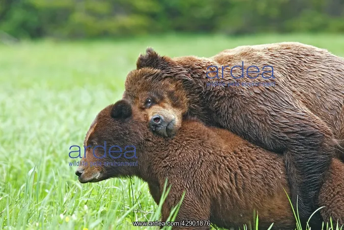 : Grizzly Bear - pair mating : Grizzly Bear - pair mating