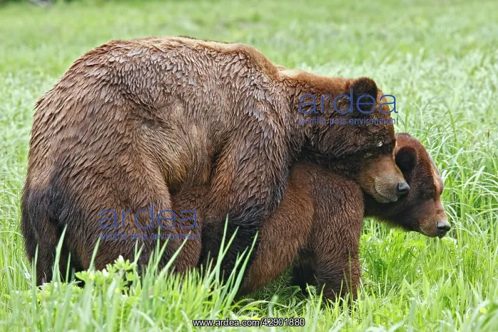: Grizzly Bear - pair mating : Grizzly Bear - pair mating