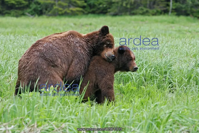 : Grizzly Bear - pair mating : Grizzly Bear - pair mating