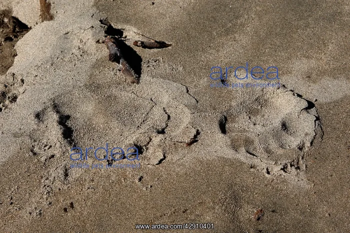  : Grizzly bear - paw prints on sand
