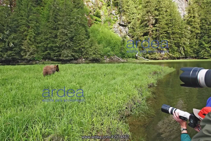 : Grizzly Bear - being photographed by tourists at : Grizzly Bear - being photographed by tourists at