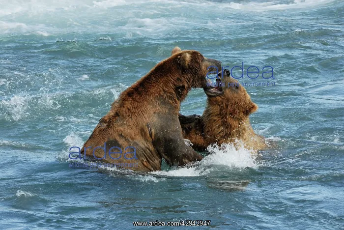 : Grizzly Bear - playing in river : Grizzly Bear - playing in river