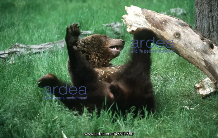 : GRIZZLY BEAR - PLAYS WITH WOOD : GRIZZLY BEAR - PLAYS WITH WOOD