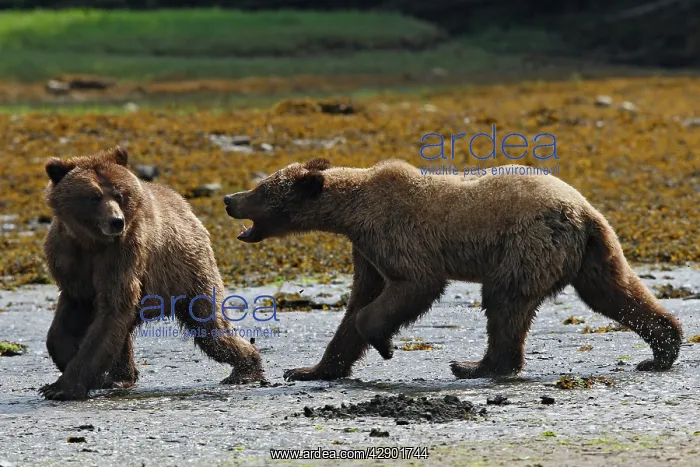 : Grizzly Bear - two quarreling : Grizzly Bear - two quarreling