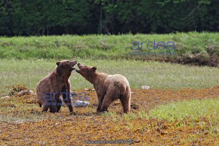 : Grizzly Bear - two quarreling : Grizzly Bear - two quarreling