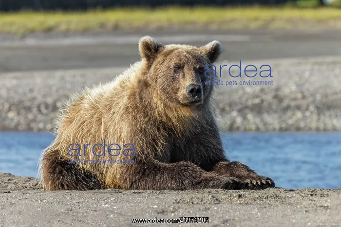 : Grizzly bear resting on shoreline, Lake Clark National : Grizzly bear resting on shoreline, Lake Clark National