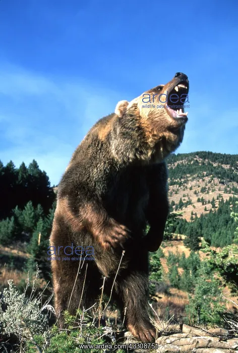 : GRIZZLY BEAR roaring : GRIZZLY BEAR roaring