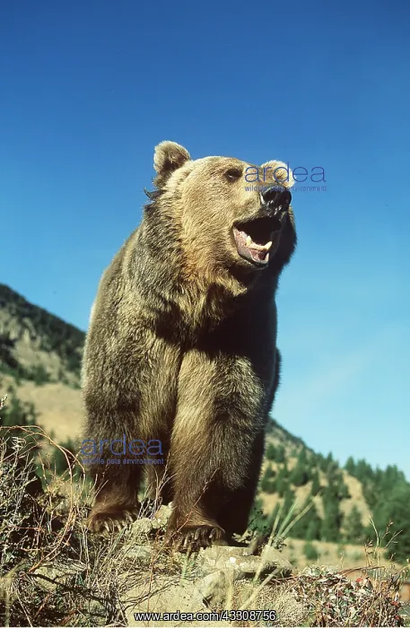 : GRIZZLY BEAR - roaring : GRIZZLY BEAR - roaring