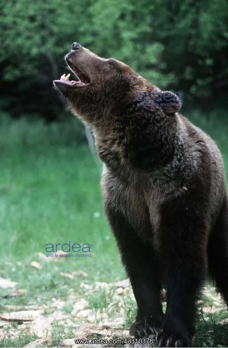 : GRIZZLY BEAR - ROARING : GRIZZLY BEAR - ROARING