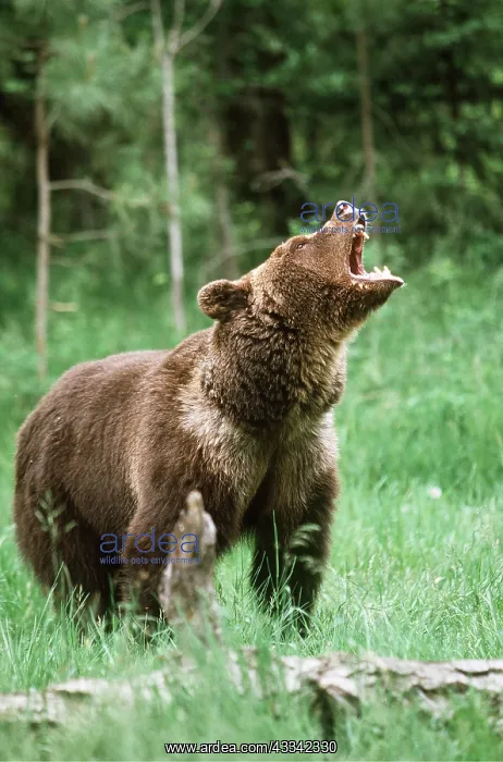 : GRIZZLY BEAR - roaring : GRIZZLY BEAR - roaring