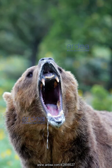 : Grizzly bear - roaring / calling : Grizzly bear - roaring / calling
