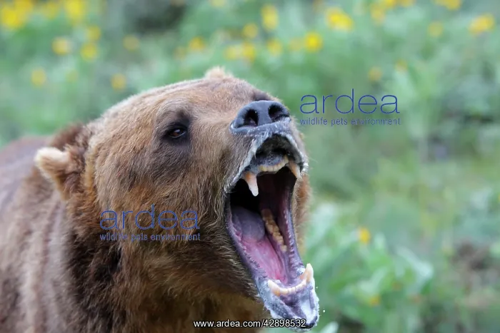 : Grizzly bear - roaring / calling : Grizzly bear - roaring / calling